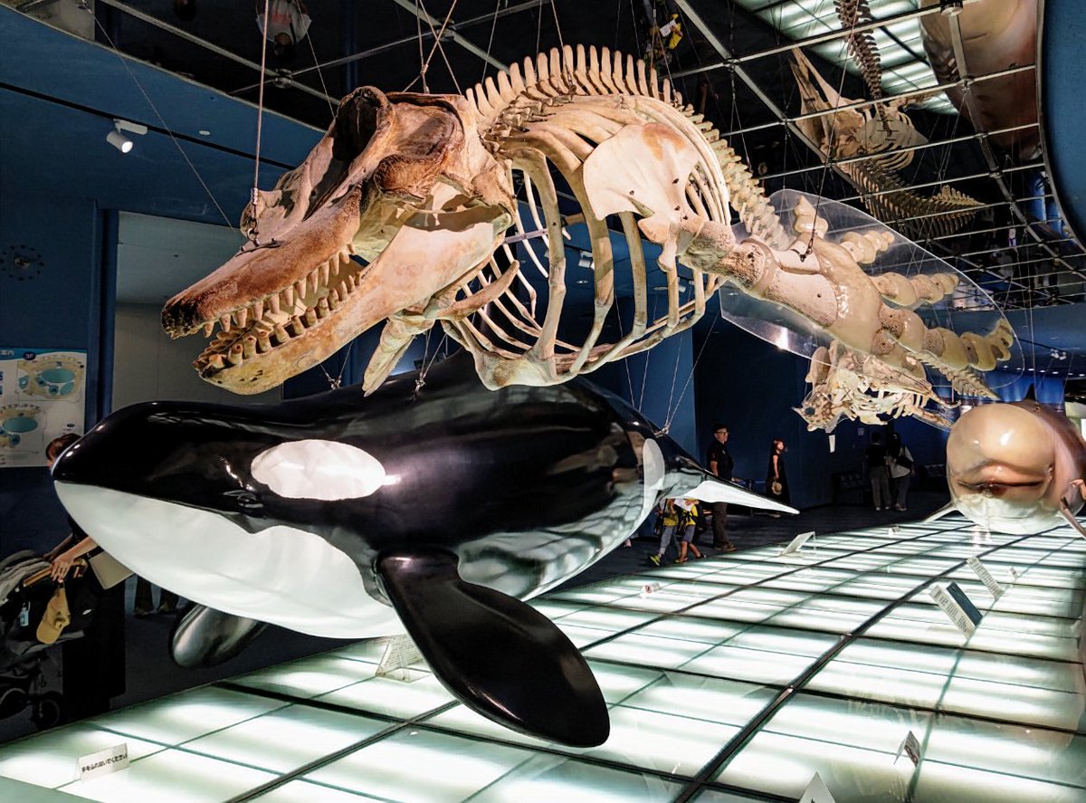 名古屋港水族館のシャチの骨格標本 4体ある内の（クー（3枚目の下）を