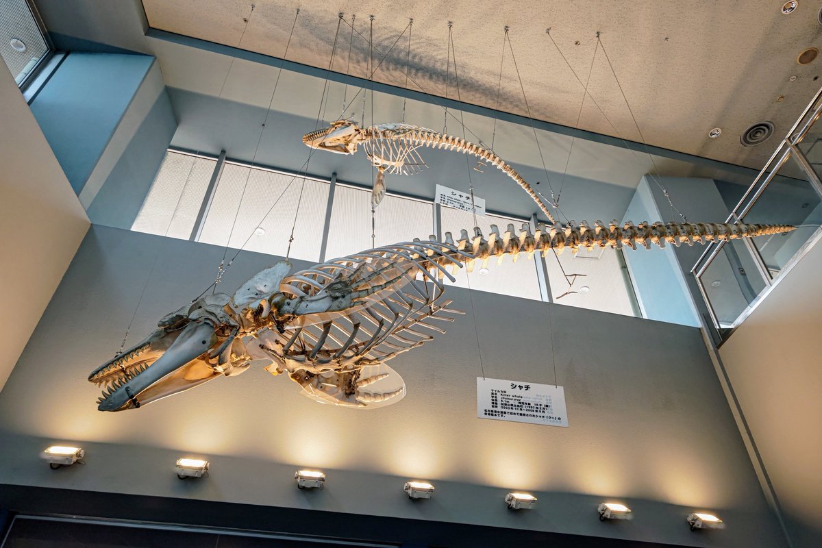 名古屋港水族館のシャチの骨格標本 4体ある内の（クー（3枚目の下）を