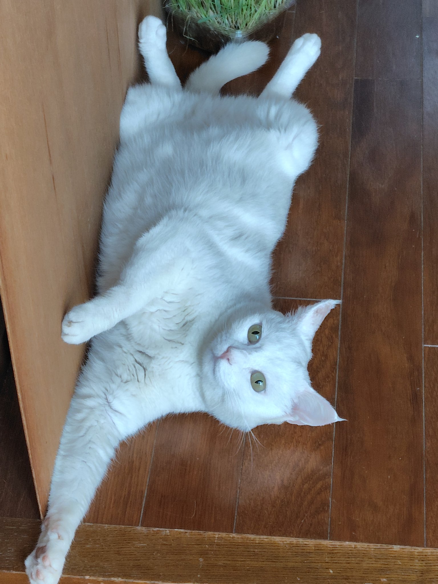 逃げるネコ ボス猫ニャーゴに軽々投げ飛ばされるつよボム - YouTube