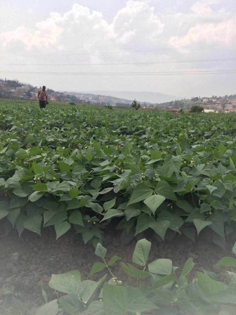 Imihigo urakomeje muri <a href="/Duhinge1/">DUHINGE ISHIMWE COMPANY Ltd</a>