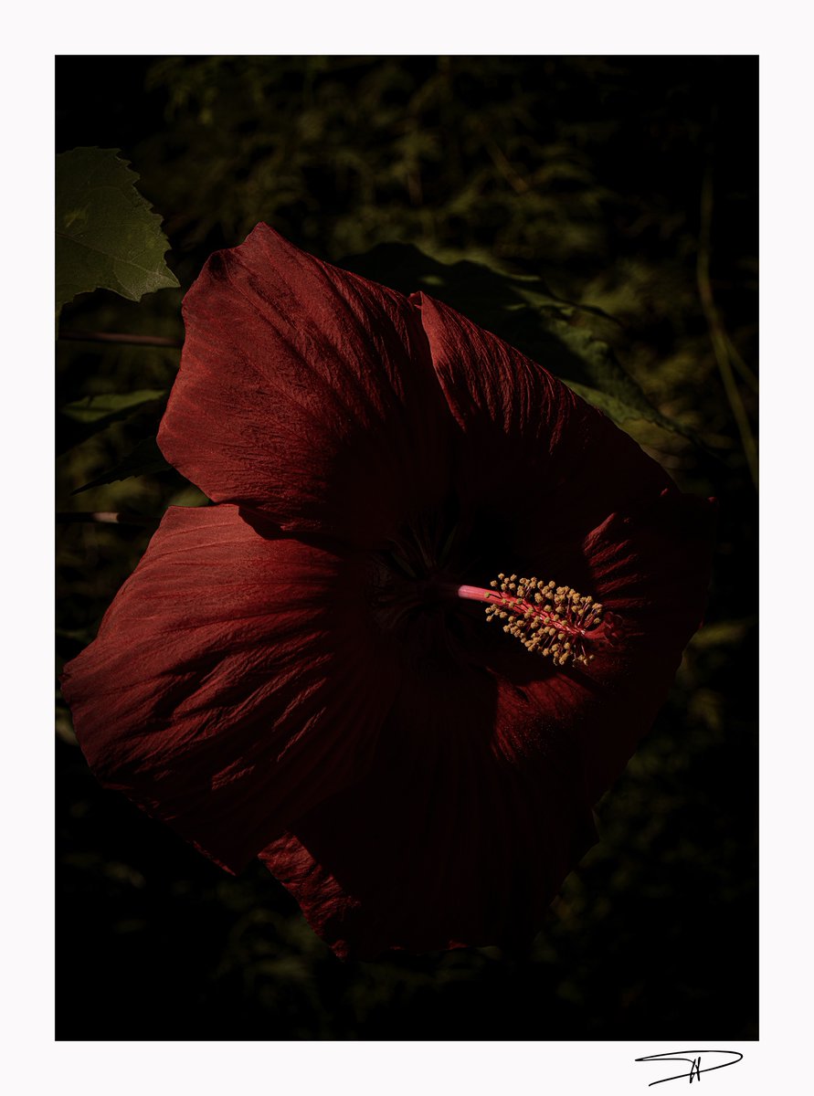 C'est un jardin extraordinaire !      
"Rouge encore..."   
#jardindesmartels #tarn #occitanie     
23 août 2025