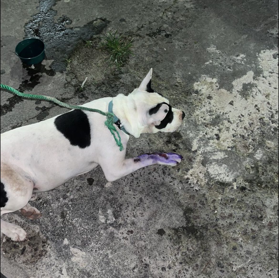 Another day, another rescue — we hope we can help him.