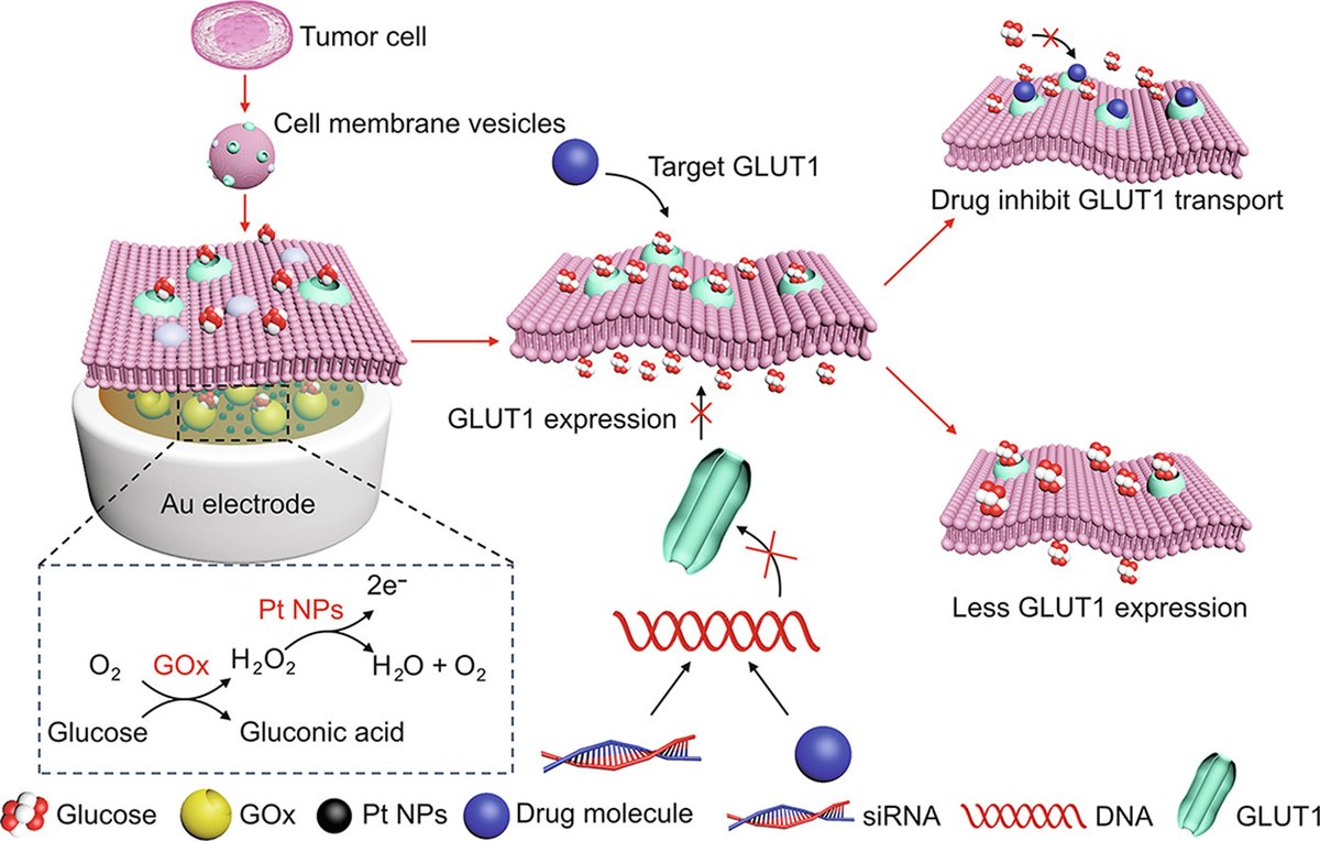 JPharmAnalysis's tweet photo. JPA Prize 2024—Best paper
Scientists developed a cell membrane-based glucose sensor (CMGS), which could accurately screen #drug molecules in #TCMs that inhibit #GLUT1, providing a new strategy for studying transmembrane protein-receptor interactions.
https://t.co/GECMwPFGZf https://t.co/b5AOo7VNc6