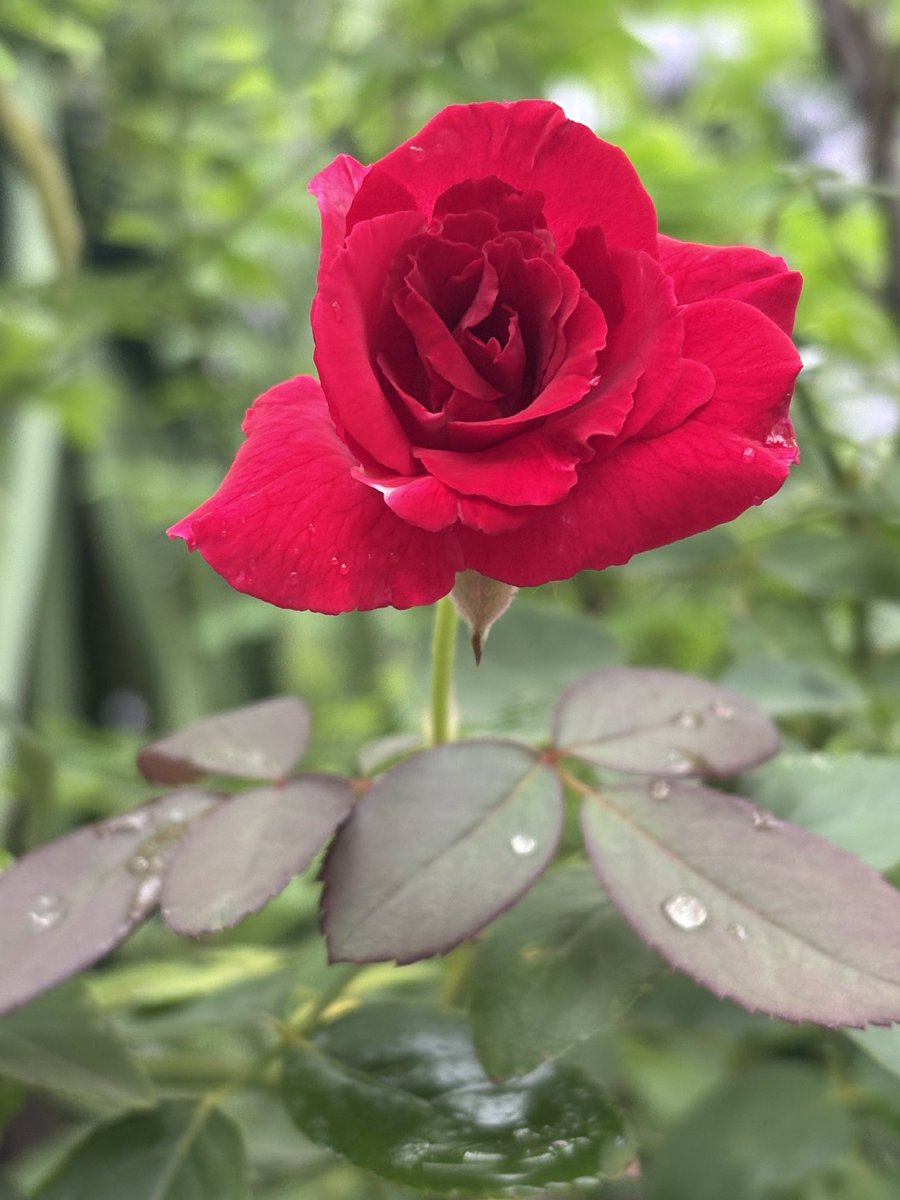 तुम्हारे दम से हैं मेरे लहू में खिलते गुलाब 
मिरे वजूद का सारा निज़ाम तुम से है 

-वसी शाह