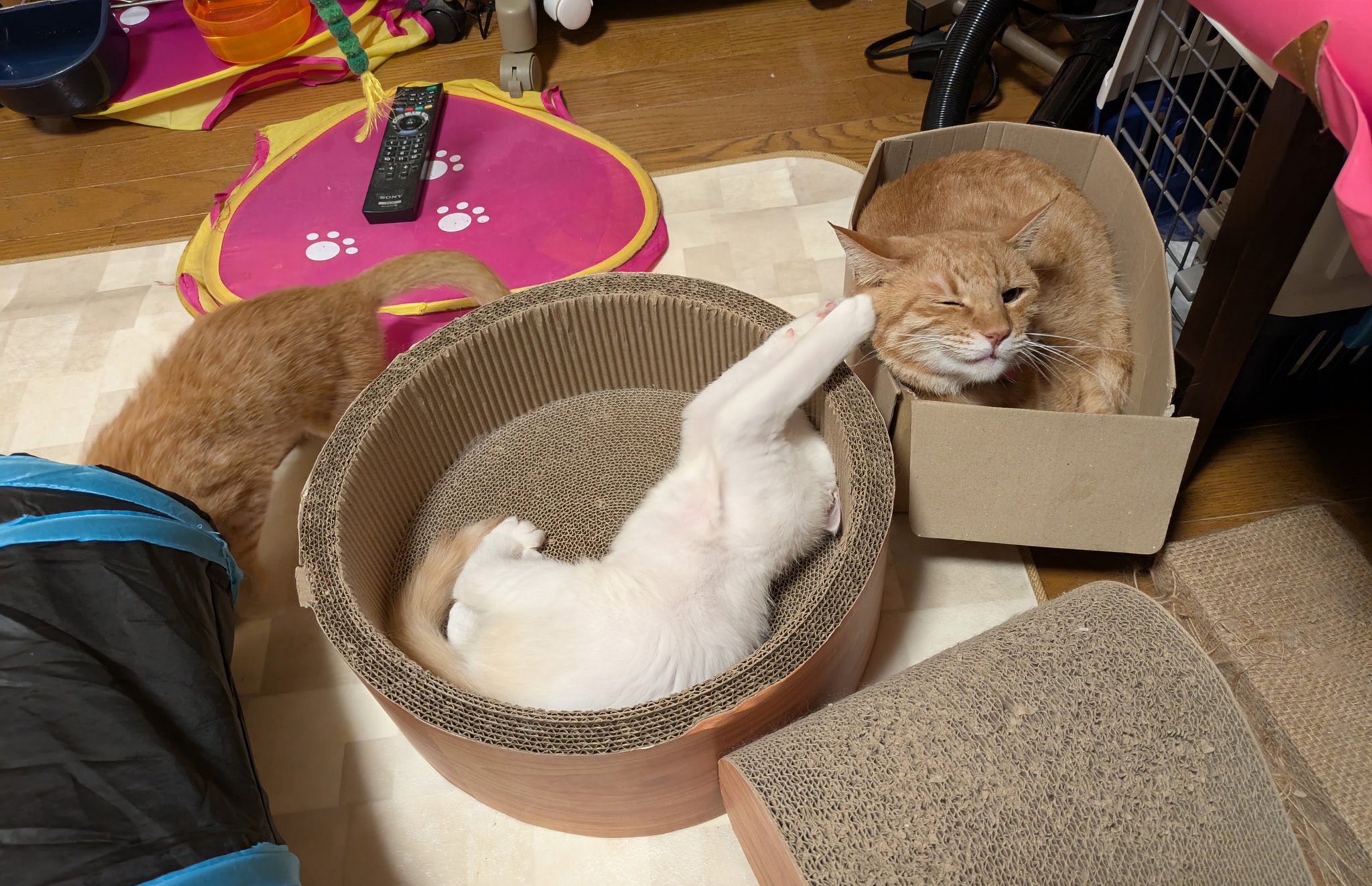 【極美品】猫の腫瘍 mqdefault.jpg