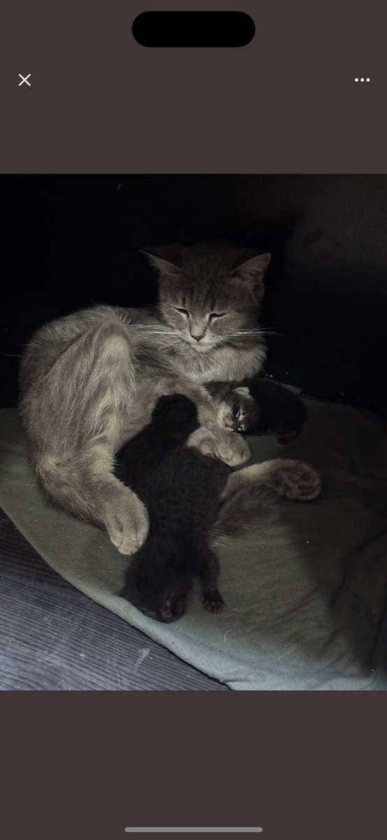 cattingwoman's tweet photo. şu zavallı ve bebekleri GEBZE BARINAĞI’na yollanacakmış 
acilen bir geçici yuva veya güvenli bahçe aranıyor https://t.co/Hku8e9Xk2Y