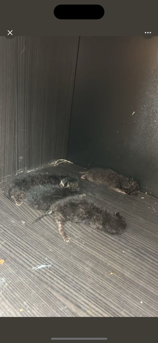 cattingwoman's tweet photo. şu zavallı ve bebekleri GEBZE BARINAĞI’na yollanacakmış 
acilen bir geçici yuva veya güvenli bahçe aranıyor https://t.co/Hku8e9Xk2Y