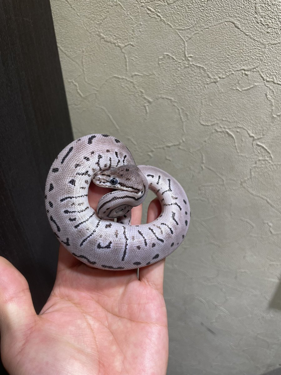 HIROHAR56366122's tweet image. ✨販売個体✨
1.0 Leopard Spotnose Pinstripe VPI Axanthic
¥120,000-
冷凍マウス🆗
9月6日、7日のRAMPAGE Plusに連れていきます✨
各種クレジットカード、キャッシュレス決済対応✨
DM、公式LINEからお問い合わせお待ちしております🙇♂️
#SUNRIZEBallPython
#VPIAxanthic
#VPIアザン…