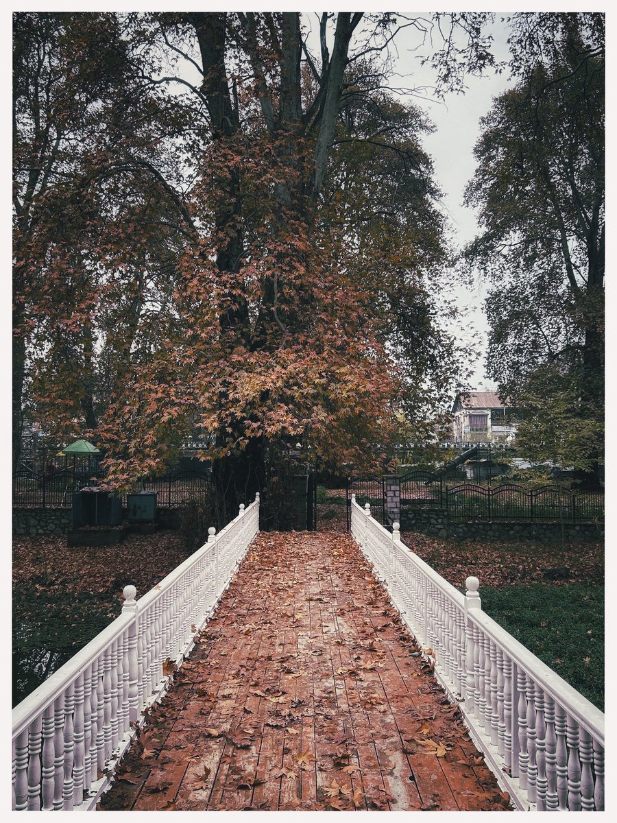 junaidishtiyaq's tweet photo. 🍂🍁 https://t.co/yi2BX8MW1t
