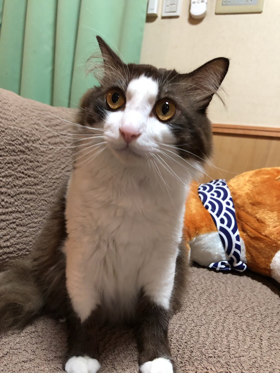 mkbreakfast85's tweet photo. @MiniraDiary みんな可愛い"(∩>ω<∩)" https://t.co/Gts65a3U2A