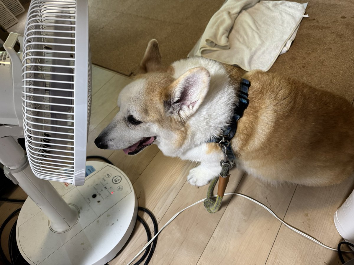 コーギー短足部(部長) on X: 