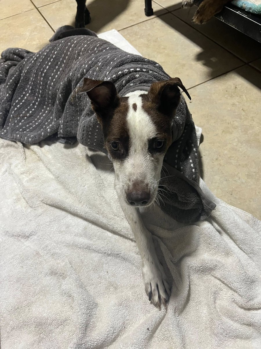 We recently rescued this little dog. Her leg is badly injured and will need to be amputated. She’s also experiencing seizures and some neurological conditions.
If you’d like to help with her recovery, you can do so at the following link: bit.ly/41w5HeF