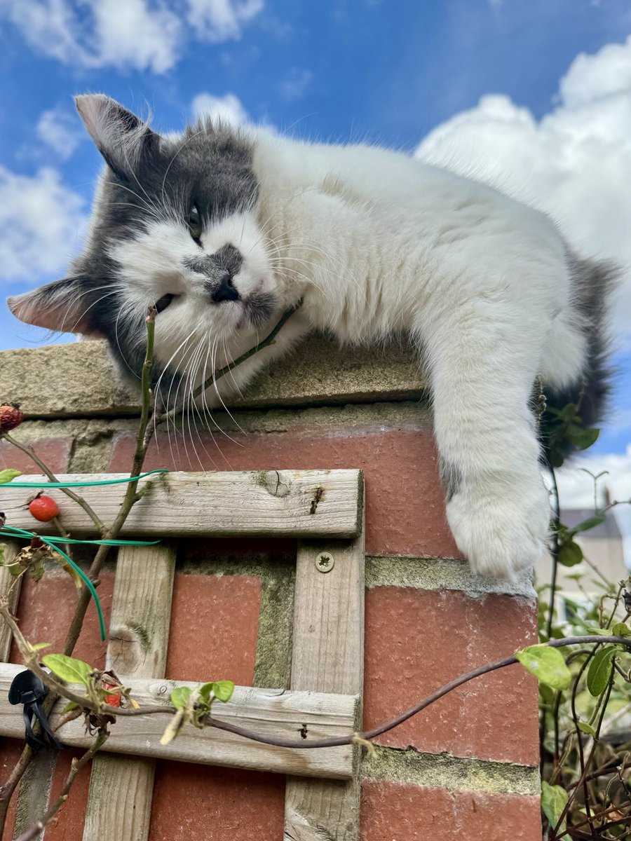 SpanielsSuper's tweet image. Hello #MumToBe
Hello #GorgeousMartha 

#MoveInMartha #Please