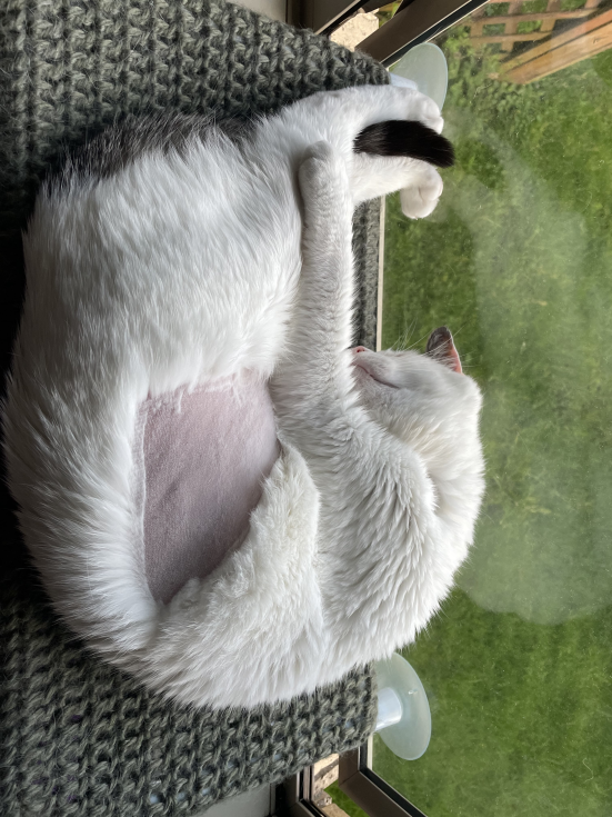 LONG TIME NO POST! 

Tonight I will be doing a funny drinking stream with <a href="/SqueegeTheClown/">Squeege</a> to help raise funds for her sick cat's vet bills..
Tune in at 7pm NZT to either of our streams to join in the fun! At $800 I will be shaving my head, we are at $400 so far...