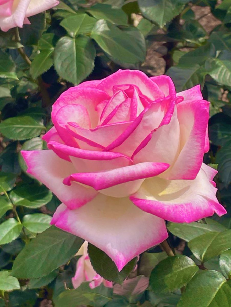 薔薇 ☆*.+゜ ジャガードバラ柄F 切り売り=1m単位 | 布生地専門イワキ
