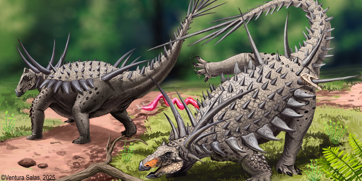 Spicomellus afer in the midst of a happy ending or a tragedy! Depending on the young male's aim! 
.
.
.
#Spicomellus #Spicomellusafer #paleoart #digitalillustration #thyreophora