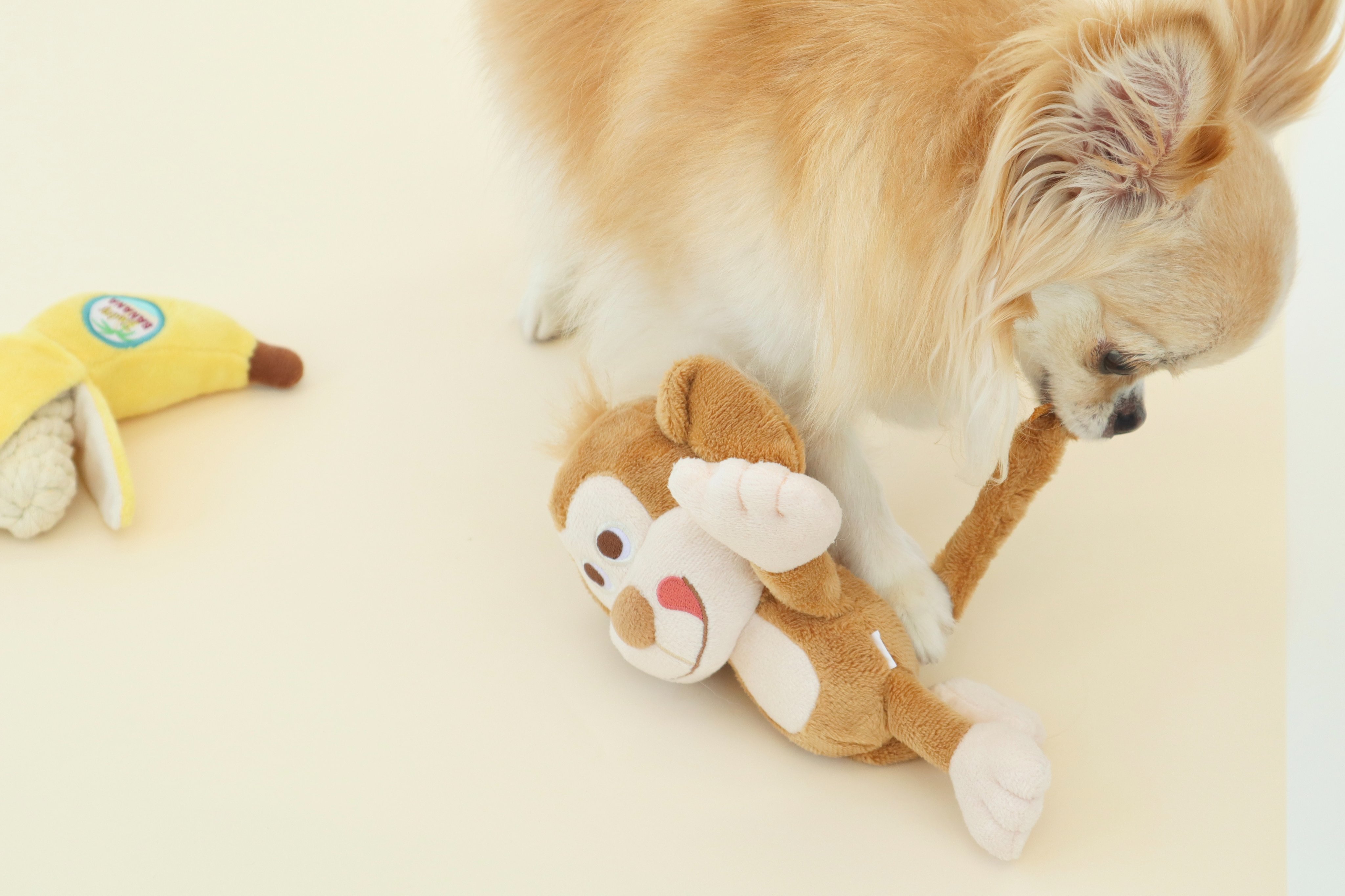 Doggy Box おもちゃ 10種 Doggy Box | 毎月サプライズいっぱいのBOXをお届け