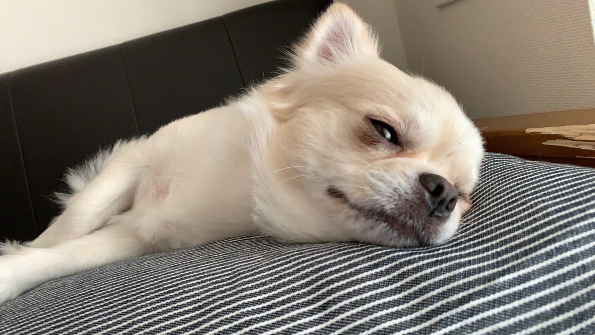 やる気なし🫠