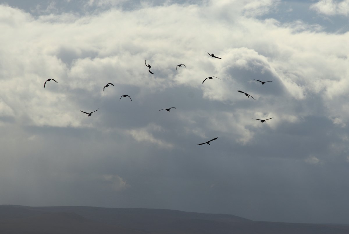 ObservingNature tweet media