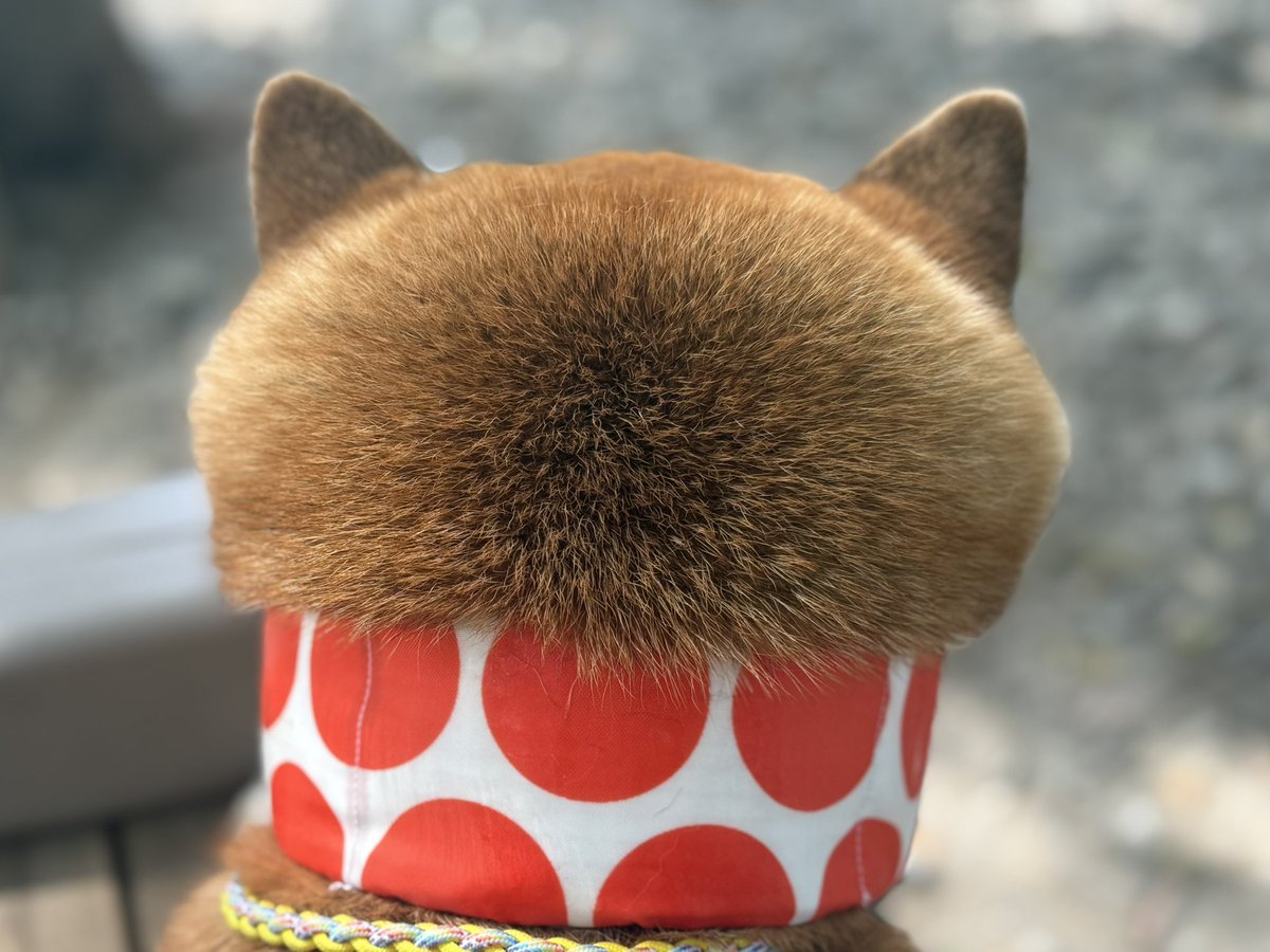 カップケーキみたい

#柴犬