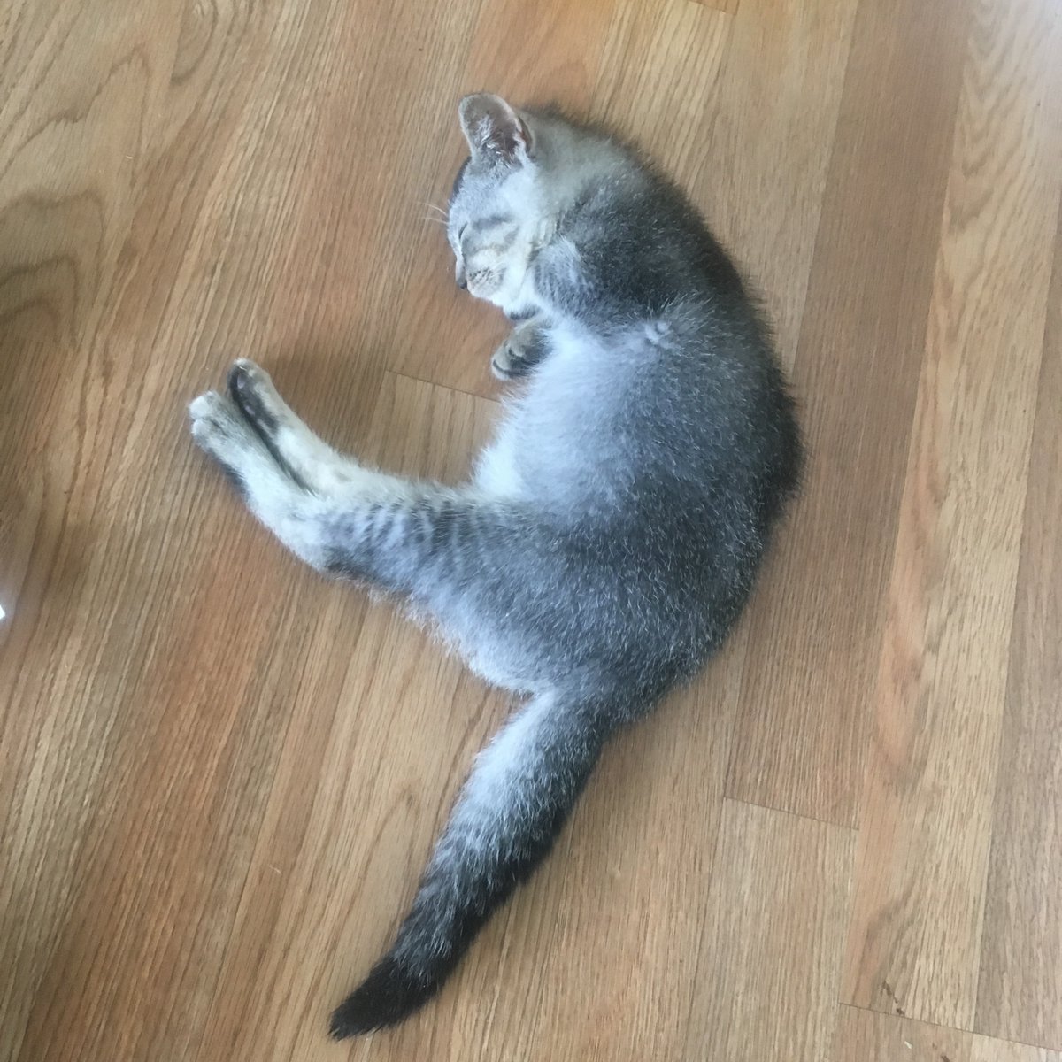 tao_lin's tweet photo. Nini imitating a shrimp. https://t.co/QrqTn21iK4
