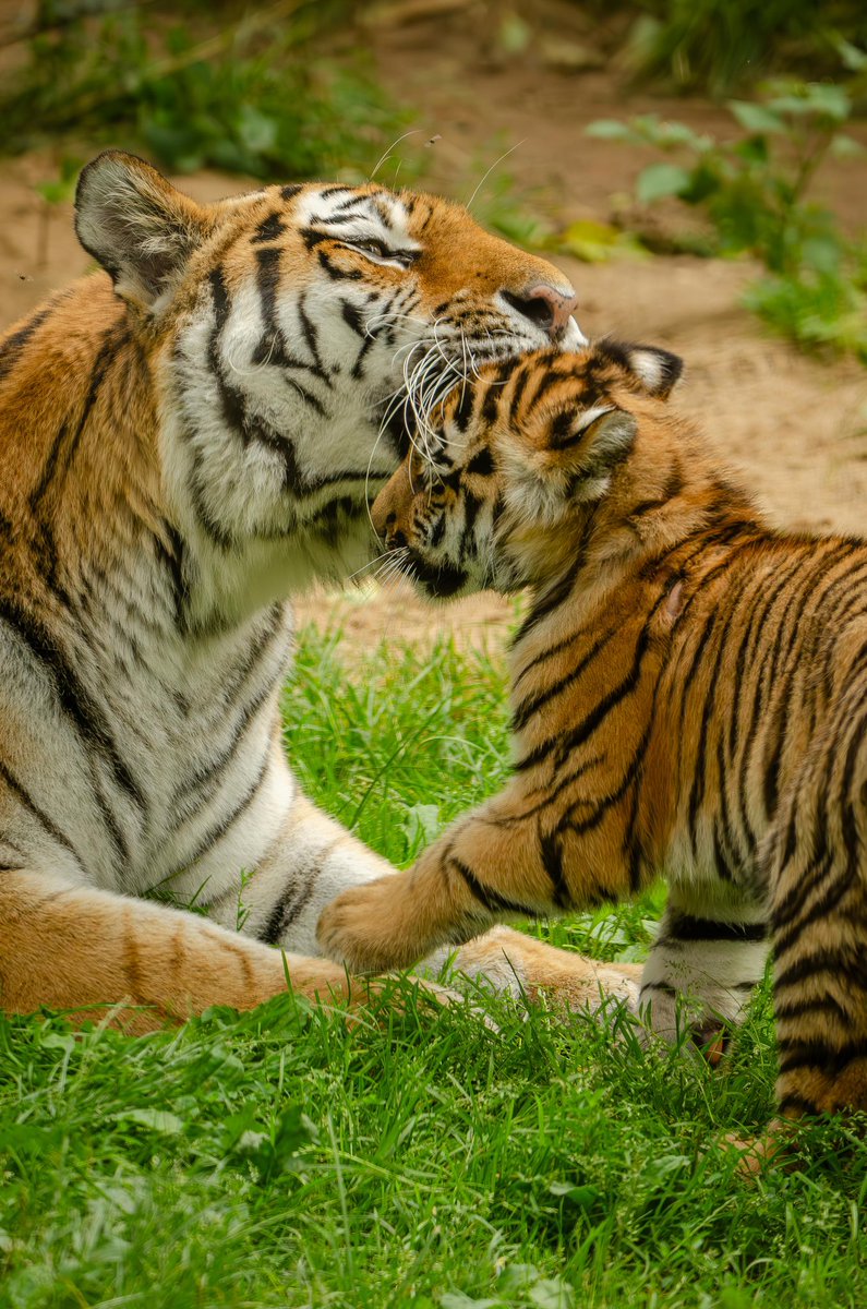 Good morning X-Friends…🌼🍃☕️
Have a happy Friday and a beautiful weekend 🌳☀️🐯🐯🤎🧡

#FridayFeeling 🌼 #CoffeeTime ☕️ #AnimalLovers 💛 #HappyWeekend ☀️ #StayPositive 💐 #PeaceAndLove 🕊️