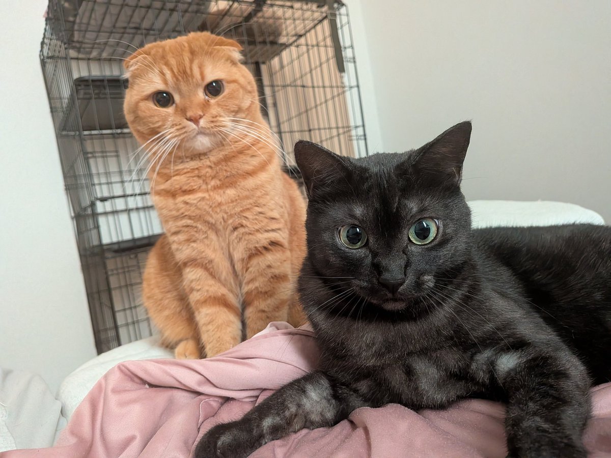 catkinak0's tweet photo. 珍しく２匹並んでた🐈️🐈‍⬛ https://t.co/1lOJtFlmfD