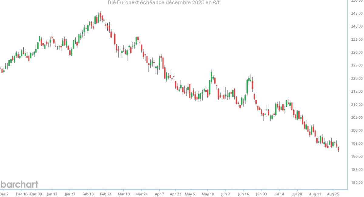 🚨 Nouveau plus bas pour le blé <a href="/euronext/">Euronext</a> !

• Concurrence internationale 
• Parité €/$ 
• Hausse des disponibilités 
• Incertitude sur la croissance 

➡️ Il manque environ 30 €/t à la ferme France pour couvrir les coûts selon <a href="/agritel_argus/">Argus Agriculture</a>