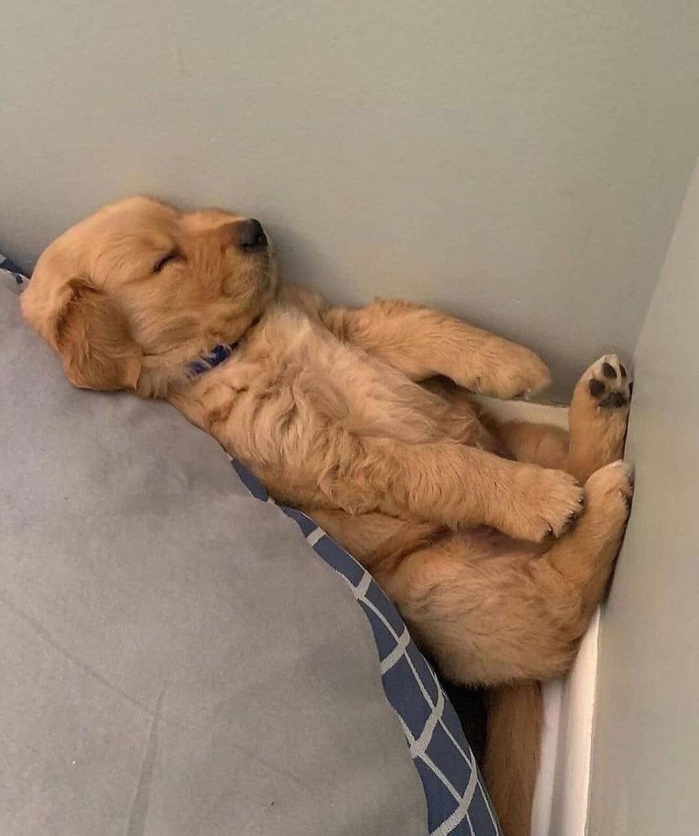 Bluekeko tweet media