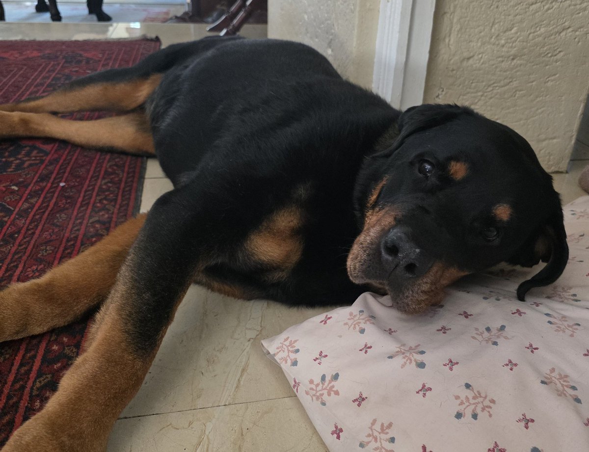 Prayers answered... The demon  train departed the station at 11.30am yesterday and Lady Rose had been seizure free since. She thanks you all for your love and support
