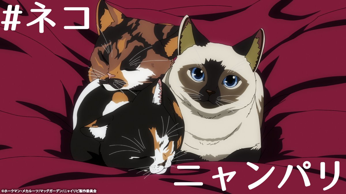 nyailivi tweet picture