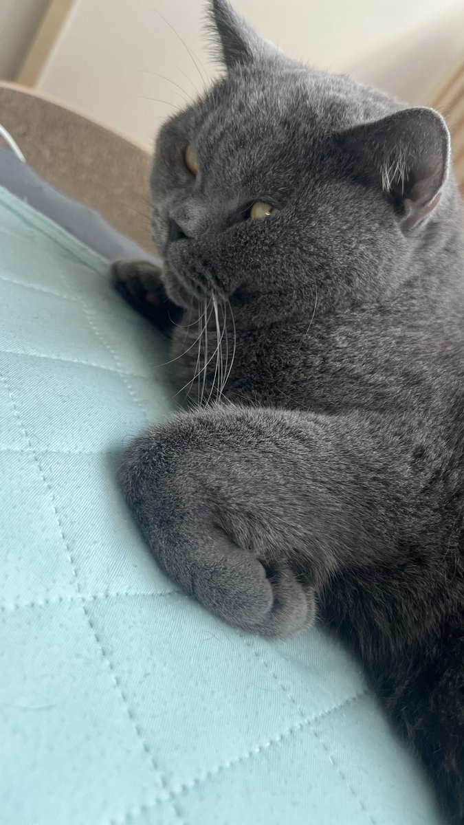 新幹線にて帰省中

今朝のらいちゃん
お手、、😂

#ねこのいる生活 #保護猫 #保護猫と暮らす #元繁殖猫　#猫好きさんと繋がりたい