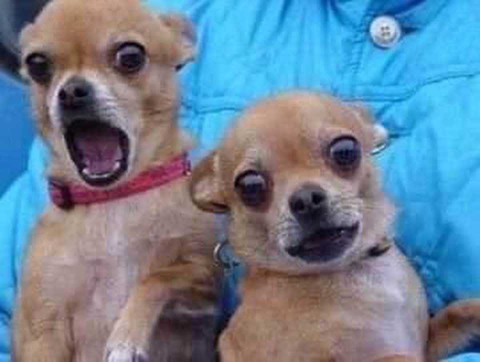 Wandile Duba has more YELLOW CARDS than Goals as a striker