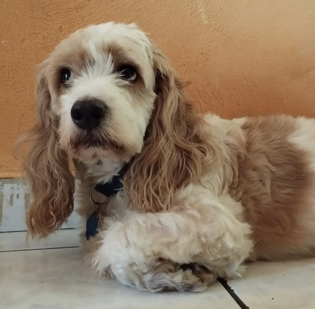 Familia, estoy triste.
Alguien quien quiero mucho busca un hogar para su perrito de 8 años, mezcla de Maltés con Cocker.
Ella ha intentado quedarse con él, pero ya no está en la capacidad y yo no me puedo quedar con él 💔 info +503 7280 2636 
Por RT así le encontramos casita 🙏
