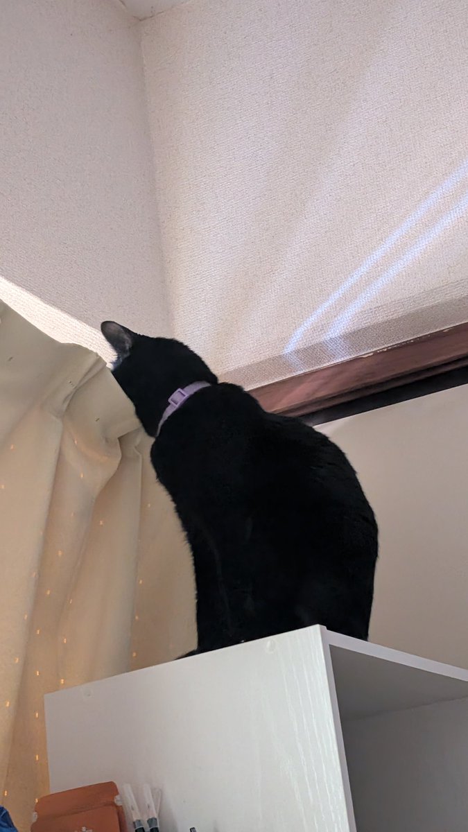 次女のニャルソック？😁