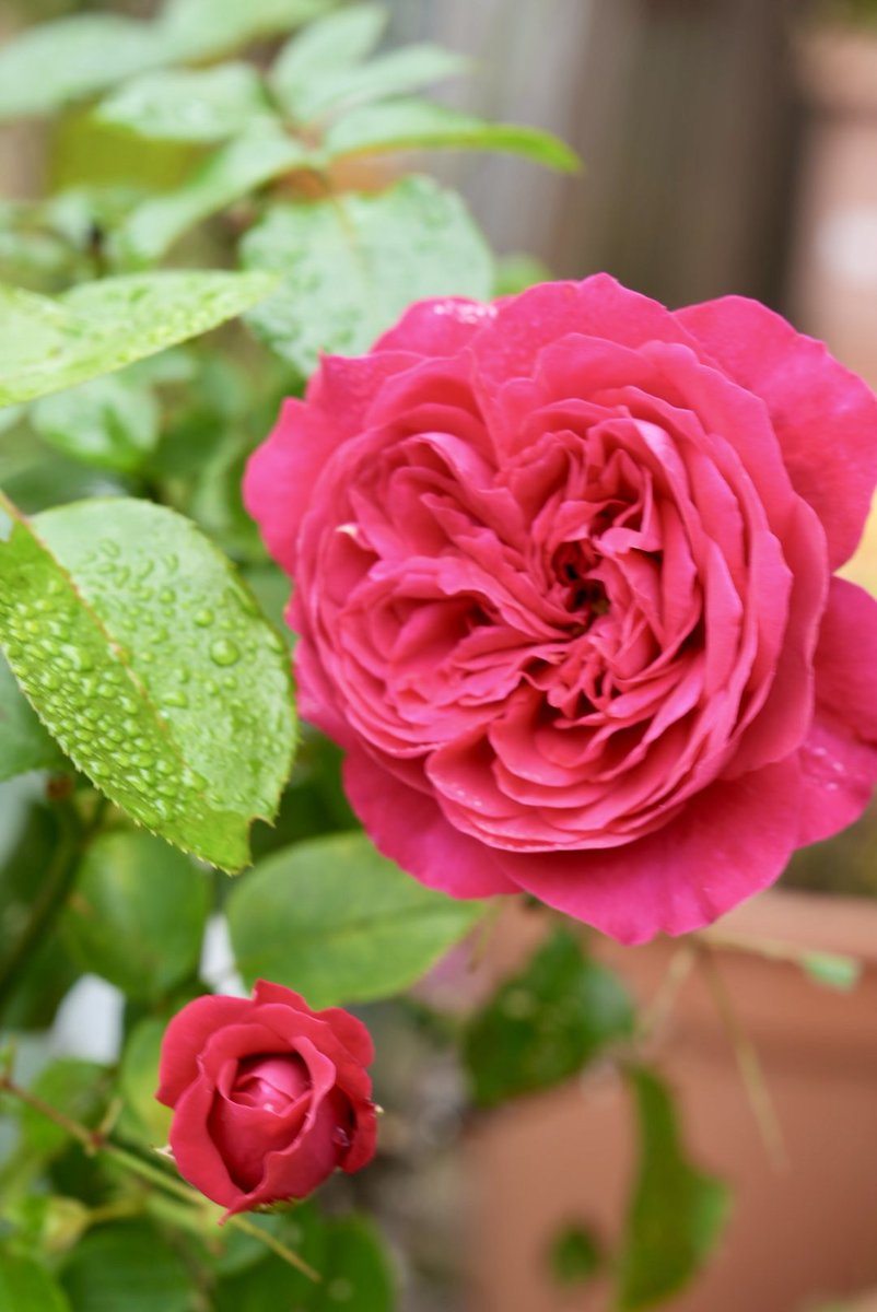 يا صباح الورد 
يا ورد الصباح ..
ياصباحٍ فيه روحي هايمة ..
عجلي فْـزي ترى 
كلي جراح ..
وش يفيد الصبح وانتي نايمة ؟