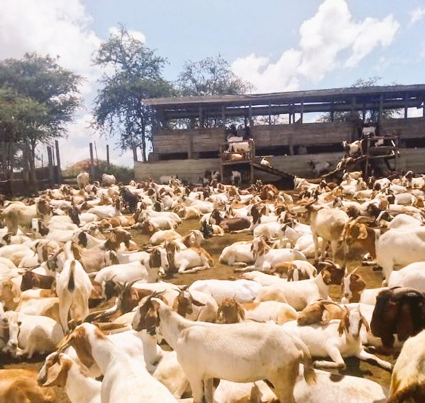 Lee_Fabricee's tweet photo. I AM SHOWING YOU HOW TO START #GOAT 🐐 FARMING AS A PROFITABLE BUSINESS NOWADAYS. 

This may help someone on your timeline. Kindly REPOST for others.

It’s essential to clearly define your #Farming objectives. These objectives might include producing meat, milk, or breeding stock for other farmers.

If the objective is breeding, management will focus on high-quality foundation stock, batch breeding, a detailed breeding plan, and a strong record-keeping system.

If the objective is profit-making, management will emphasize low-cost infrastructure, a simple management system, minimal staffing to reduce labour costs, and good financial management.

Consider the resources needed or available for your farming goals: