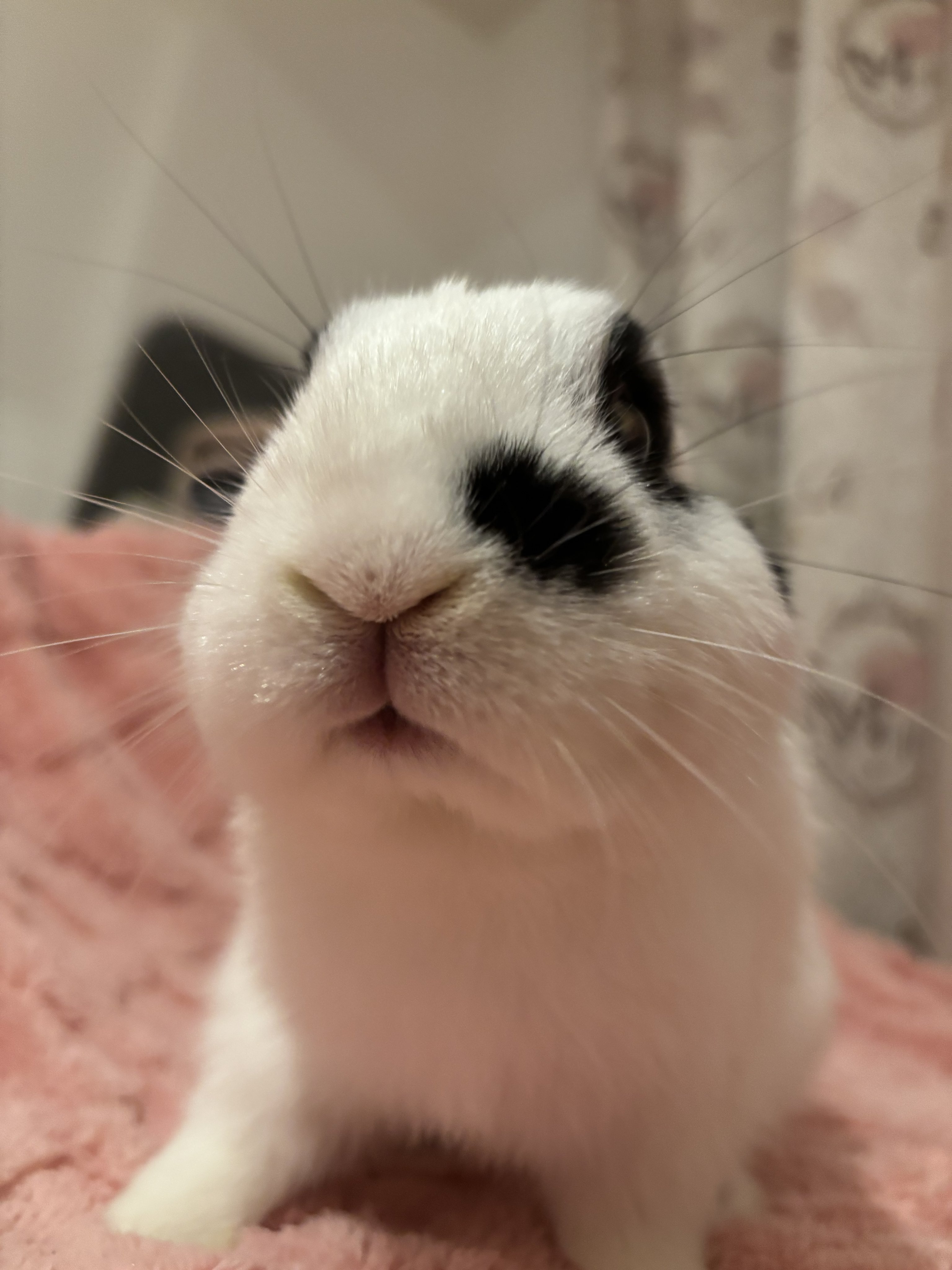 うさぎのお豆🐰 on X: 