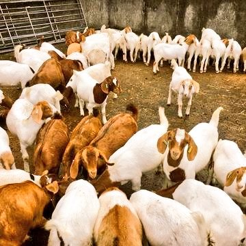 Lee_Fabricee's tweet photo. I AM SHOWING YOU HOW TO START #GOAT 🐐 FARMING AS A PROFITABLE BUSINESS NOWADAYS. 

This may help someone on your timeline. Kindly REPOST for others.

It’s essential to clearly define your #Farming objectives. These objectives might include producing meat, milk, or breeding stock for other farmers.

If the objective is breeding, management will focus on high-quality foundation stock, batch breeding, a detailed breeding plan, and a strong record-keeping system.

If the objective is profit-making, management will emphasize low-cost infrastructure, a simple management system, minimal staffing to reduce labour costs, and good financial management.

Consider the resources needed or available for your farming goals: