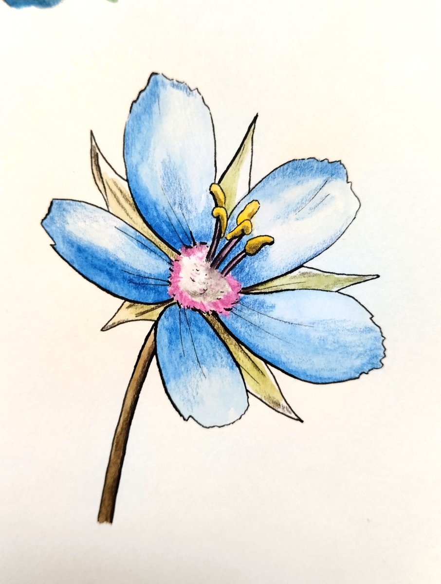 🎨 Misma flor (lysimachia foemina), pero pintada con distinto material.

La de arriba con lápiz de grafito, acuarela y lápices de colores; la de abajo con rotulador, lápices de acuarela y lápices de colores.

¿Cuál os gusta más?