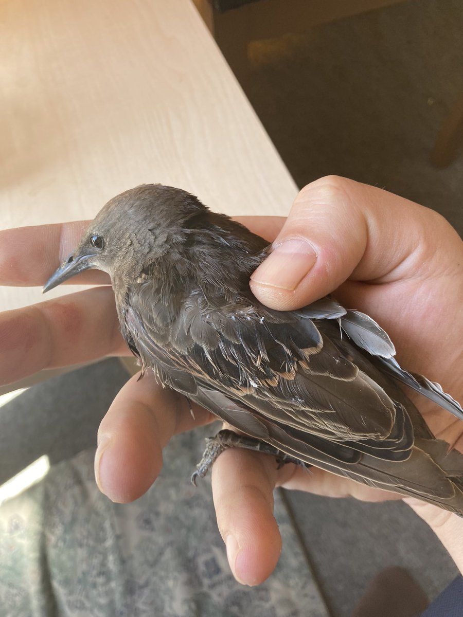 Kedinin ağzından kurtardım , şuan tam uçamıyor bir kaç gün bakımını yapacağım bakalım inşallah doğaya tekrar sağ salim kazandıracağım