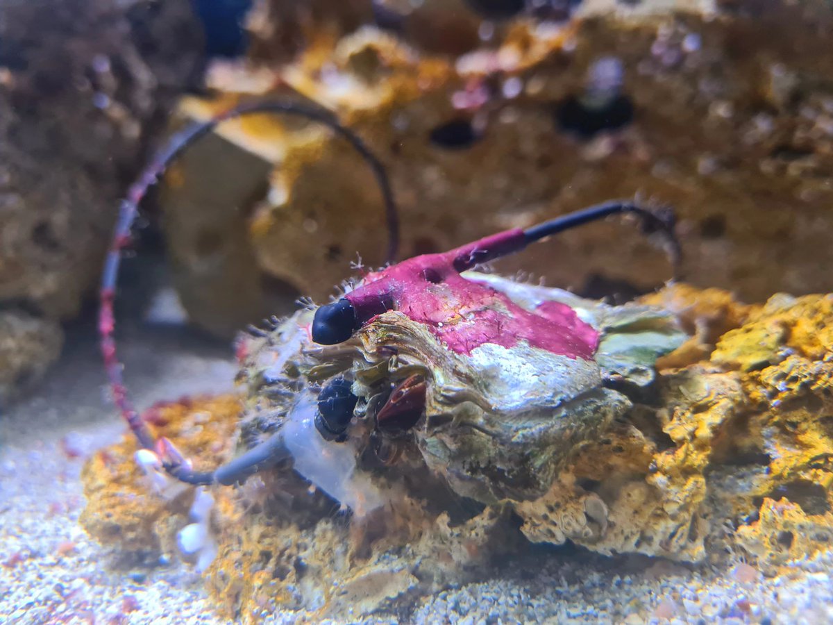 La biosurveillance de la qualité de l’eau avec des mollusques  connectés, comme les huîtres sentinelles,  cœur de la  solution  innovante. molluSCAN-eye qui utilise le vivant pour mesurer les effets  des pollutions sur les milieux aquatiques 
infos : molluscan-eye.com