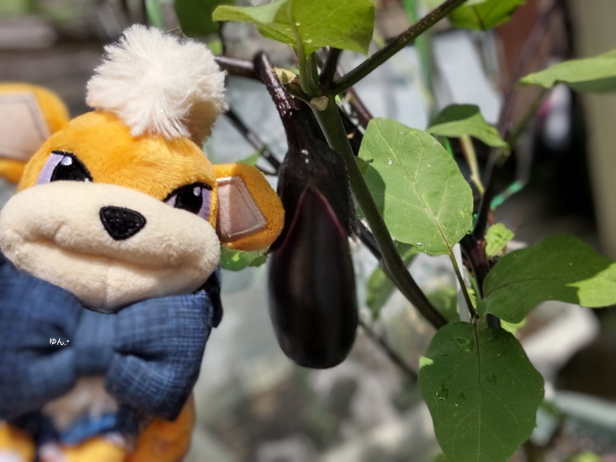 こたろにアロハシャツを作ってあげていろんな所に行って、夏野菜の栽培も楽しみましたっ😊✨
#夏のポケモンとの思い出しんちゃんに見せる