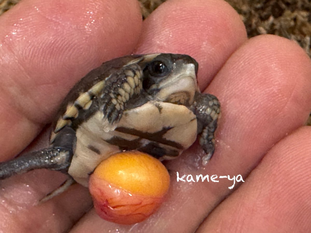 途中でダメになるだろうな💦と思っていた極小卵🥚から極小ベビーが誕生しました！　小さいですがメチャ元気💪
しかも出る前のポーズが何か偉そう🙄
先ずはヨークサック吸収後の餌付け‼︎

＊ダースモール血統
#トウブハコガメ