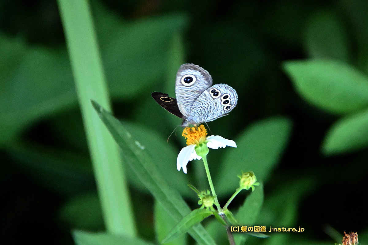 オマージョデダリ　蝶ではない オマージョデダリ蝶ではない