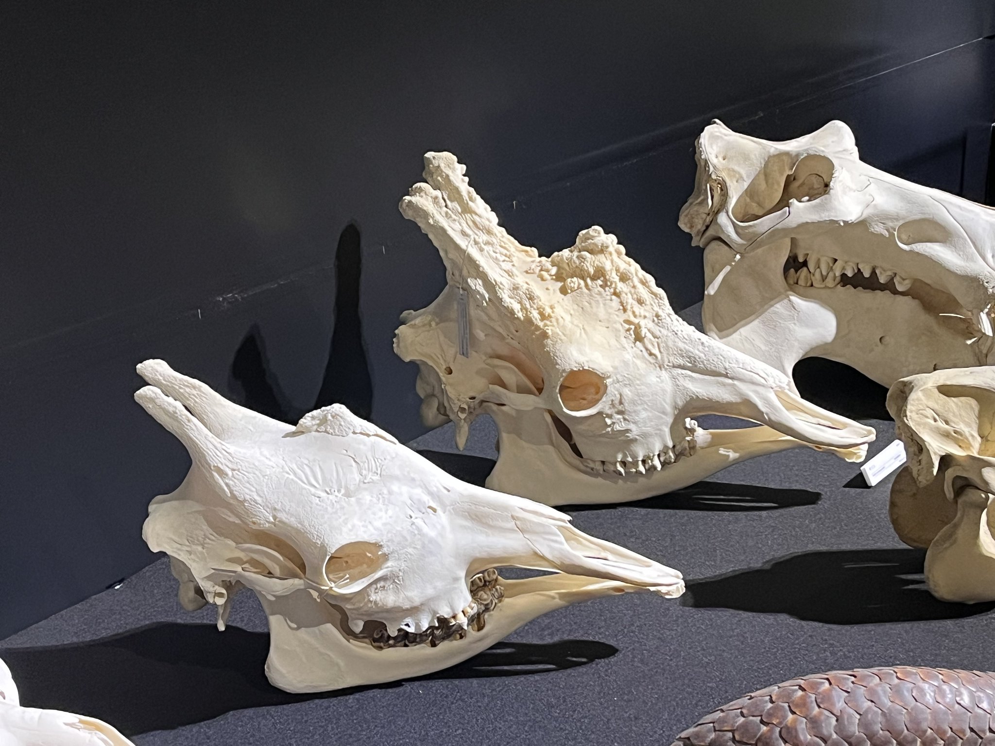 高品質！チャクマヒヒ（メス）頭骨 【公式通販】