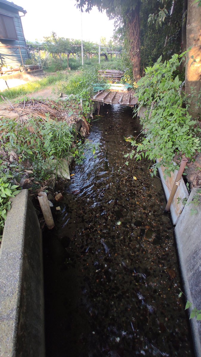 灌漑のためか、いつもよりも水量が多い気がする
（大丸用水・押立堀/稲城市押立）