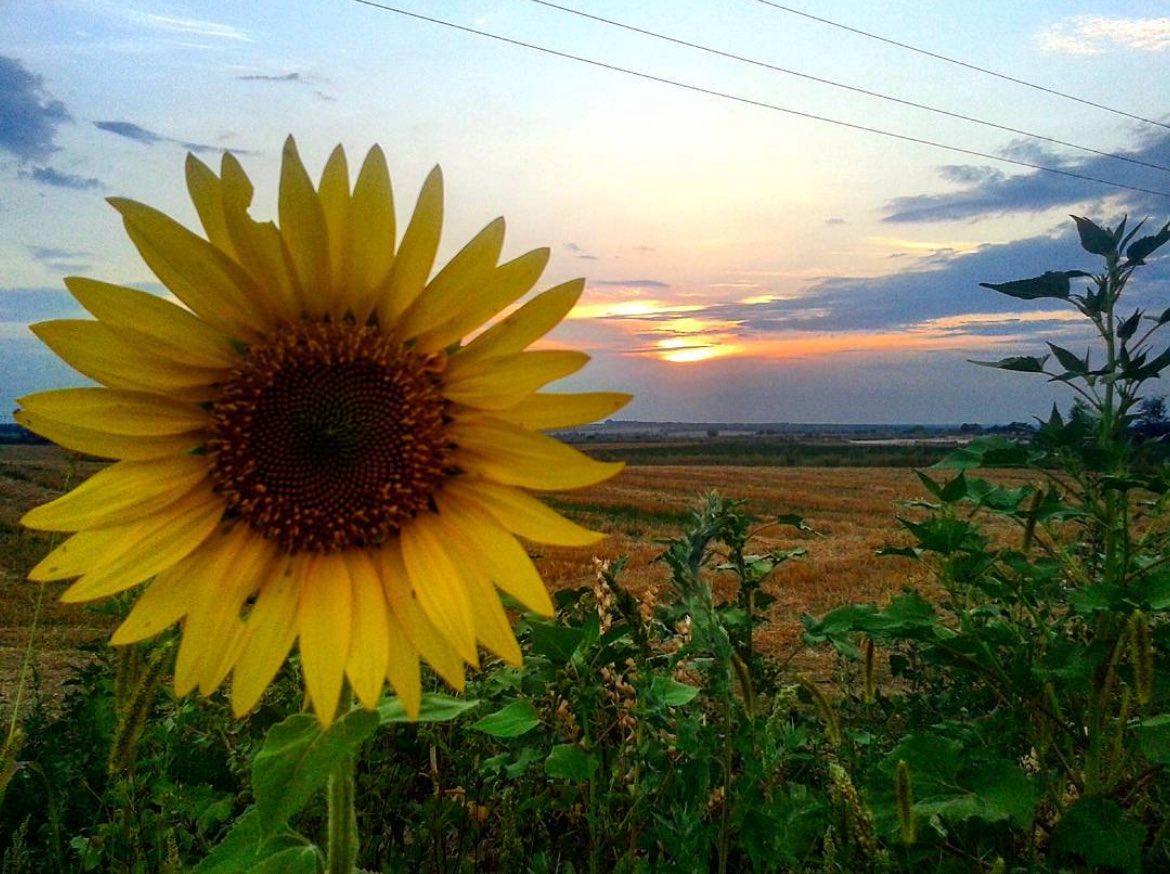 Памʼятаємо.

🇺🇦🌻