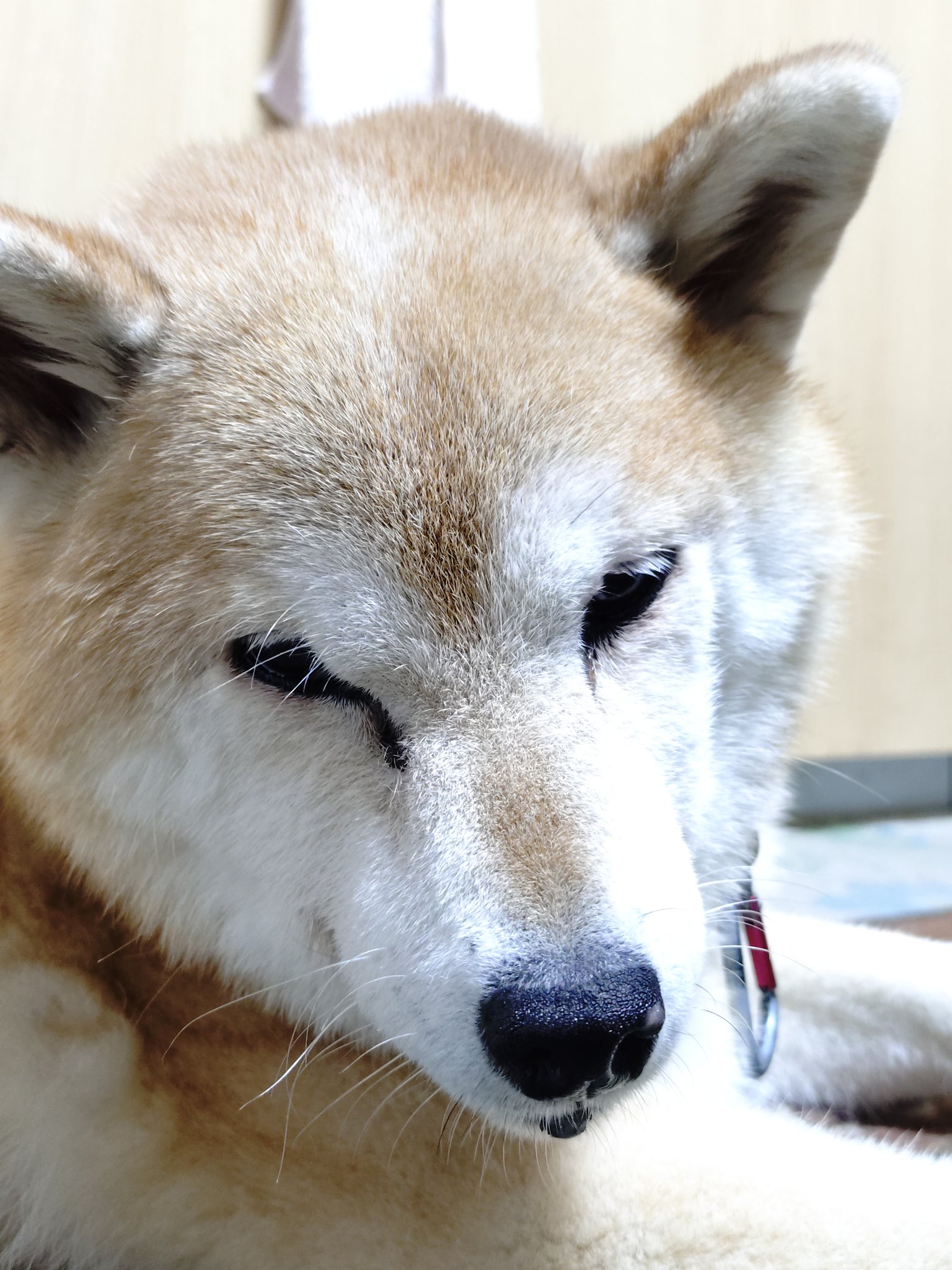 ふみちゃん (@1sakuya2komachi) / X