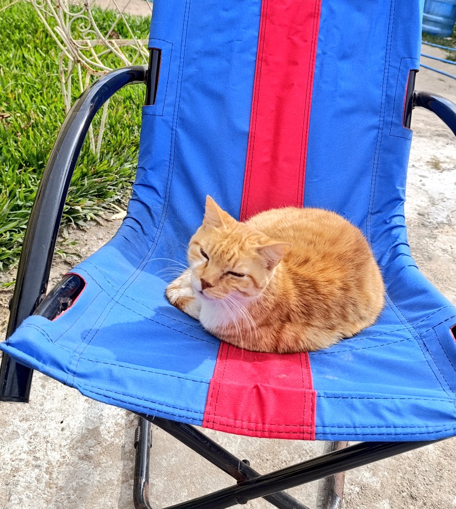 Buenas 👋🏻 al fin viernes de a ver a sus michis 😍👇🏻